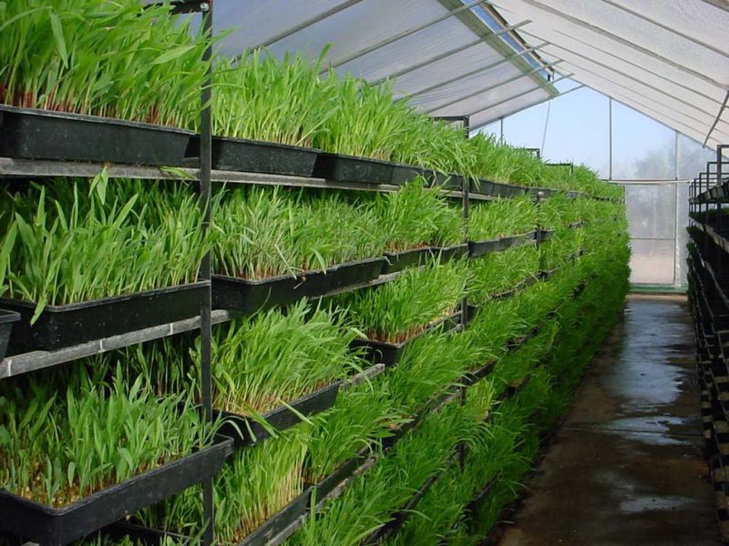 CONSTRUCCIÓN, INSTALACIÓN Y CAPACITACIÓN PARA LA OPERACIÓN DE INVERNADEROS EN MUNICIPIOS DE LA REGIÓN CARBONIFERA